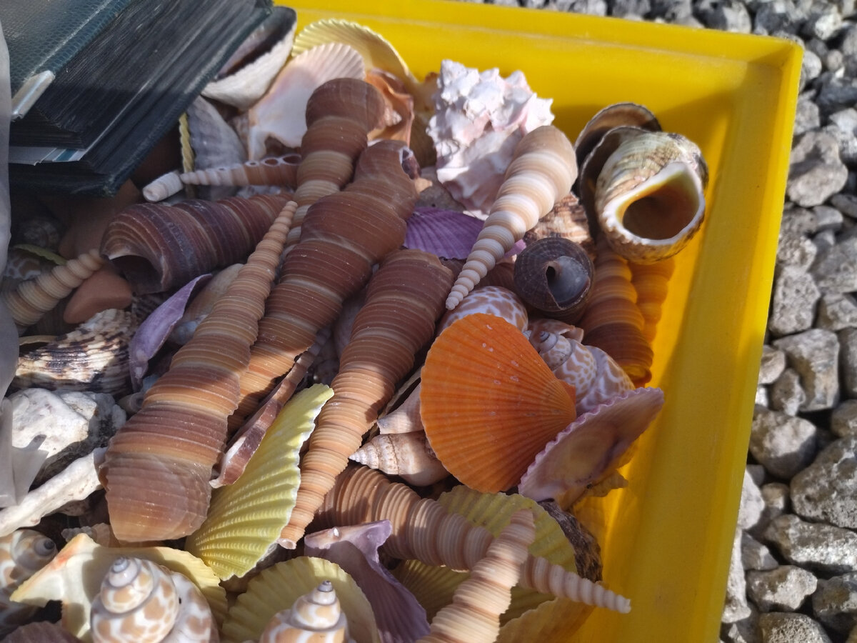 Куда пропали гребешки, которыми раньше были усыпаны пляжи Черного моря ...