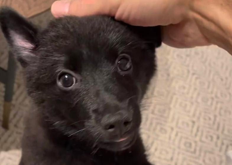 Собака Пугачевой