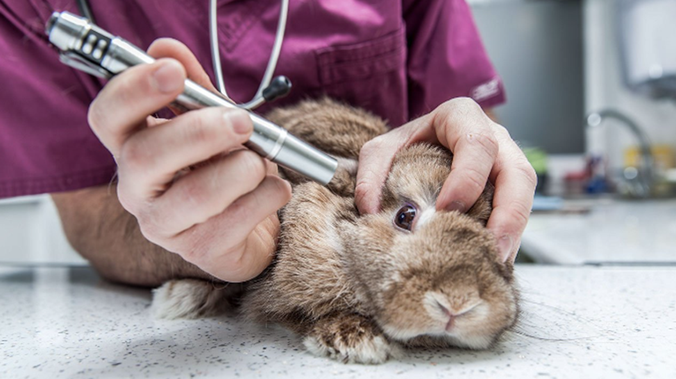 Эксперименты над животными. Исследования на животных. Лабораторный эксперимент на животных. Биопроба на морских свинках. Лабораторный эксперимент на животных.