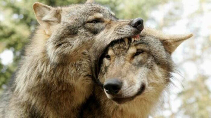 Волк может сделать кусь. |Фото: 2-kartinki.ru.