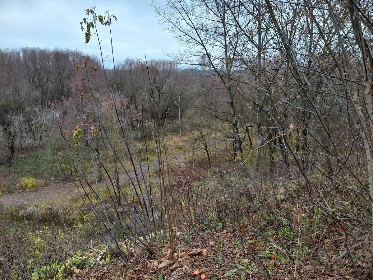 Письмо Собянину на деревню | Маргарита Макарова | Дзен