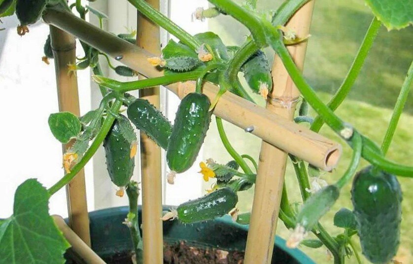 Как собрать семена огурцов в домашних условиях: способы правильного сбора на рассаду, видео
