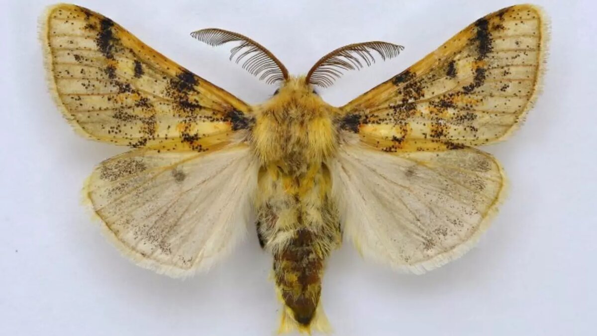     На юге Сибири обнаружили более 200 новых для региона видов бабочек. Там продолжается планомерная работа по изучению биоразнообразия бабочек.