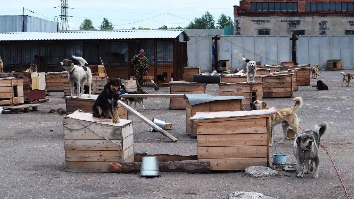    Безнадзорные животные — актуальная проблема для всего региона. Они поступают в приюты, но найти новый дом получается не всем.
