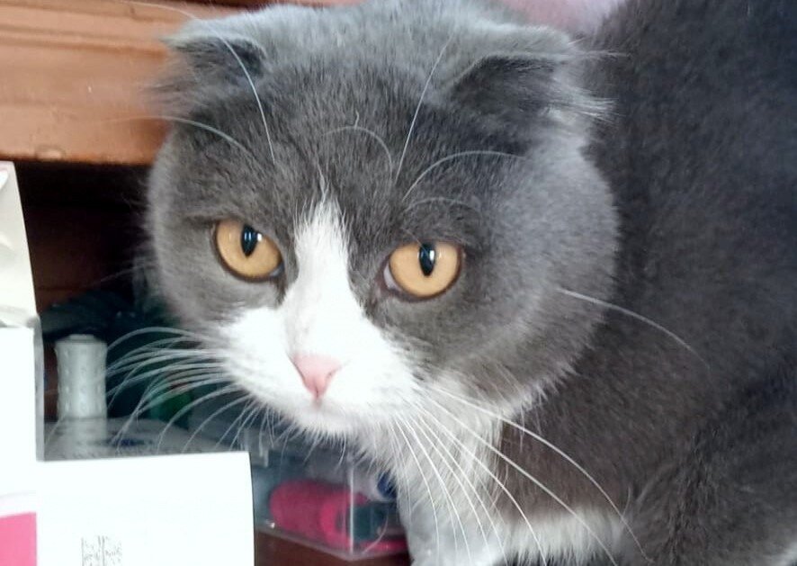 Фото: предоставлено хозяевами питомца. 