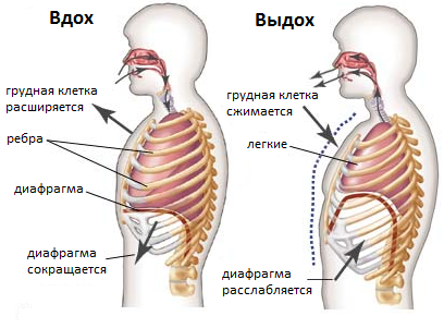 Работа диафрагмы в процессе дыхания