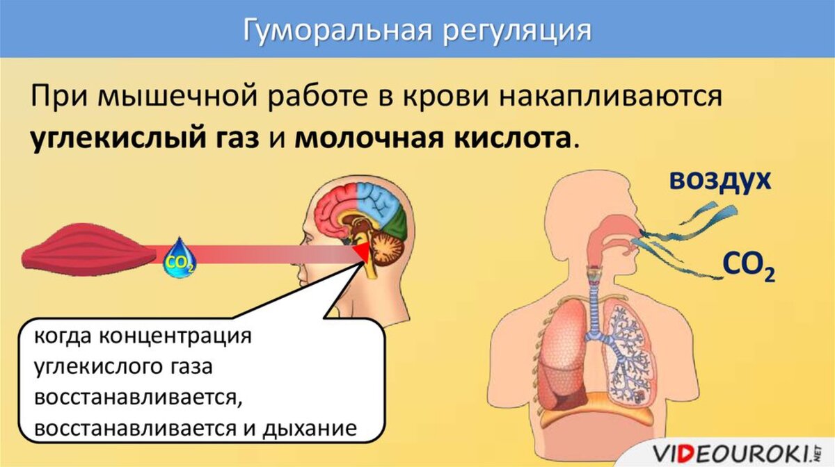 Гуморальная регуляция дыхания. Углекислый ГАЗ при дыхании. Регуляция дыхания при мышечной работе.
