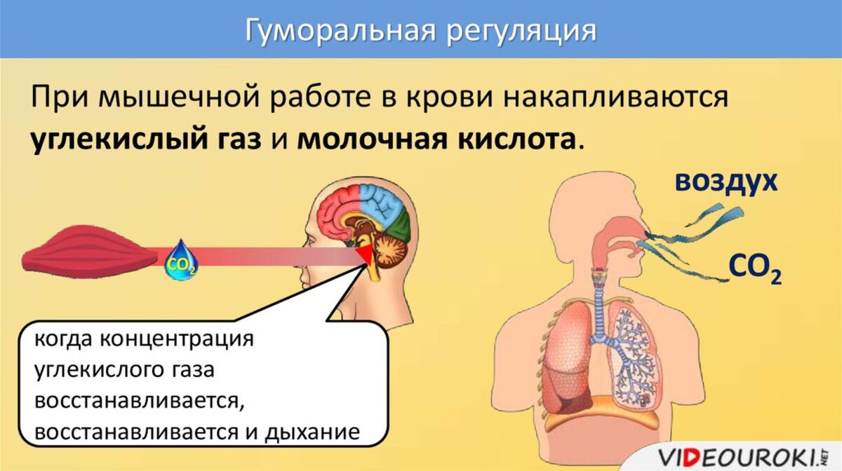 Человек выдыхает углекислый газ в сутки. Гуморальная регуляция дыхания. Углекислый ГАЗ при дыхании. Регуляция дыхания при мышечной работе.