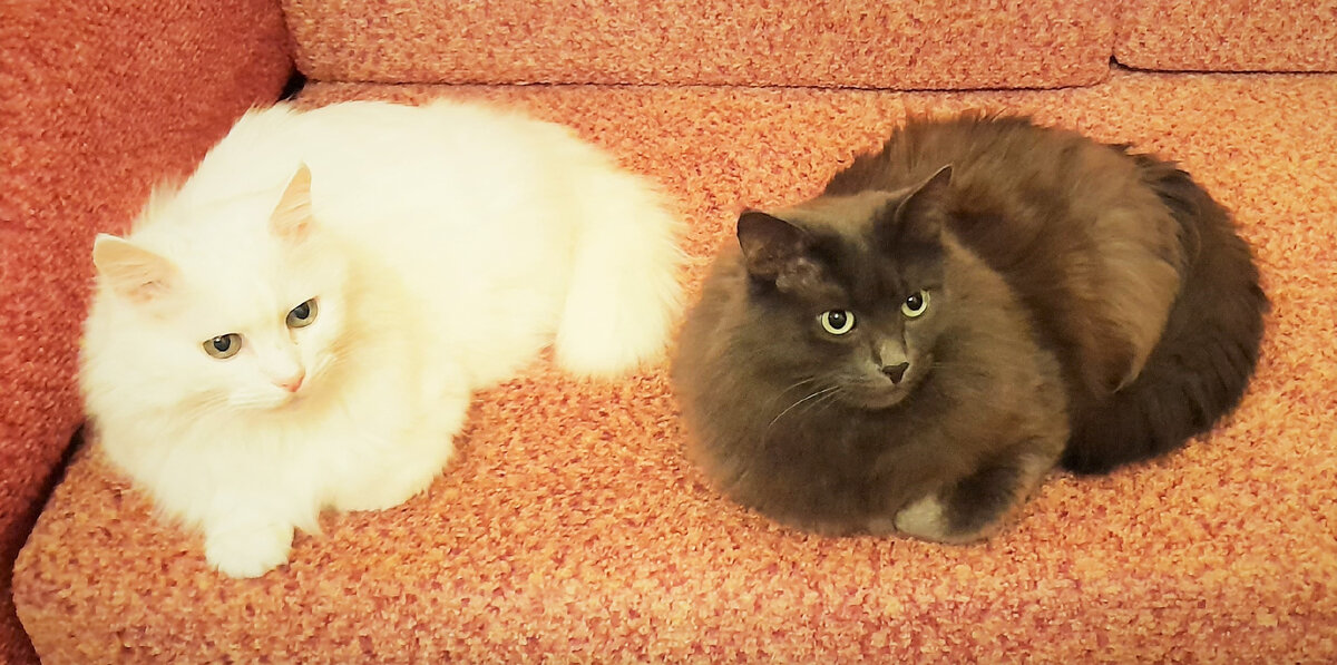 Тихон: "Нам диванного места хватало вполне..."