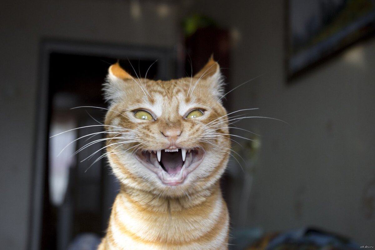 Котик кричит