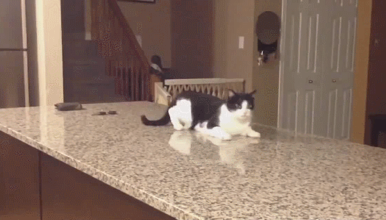 Странный кот