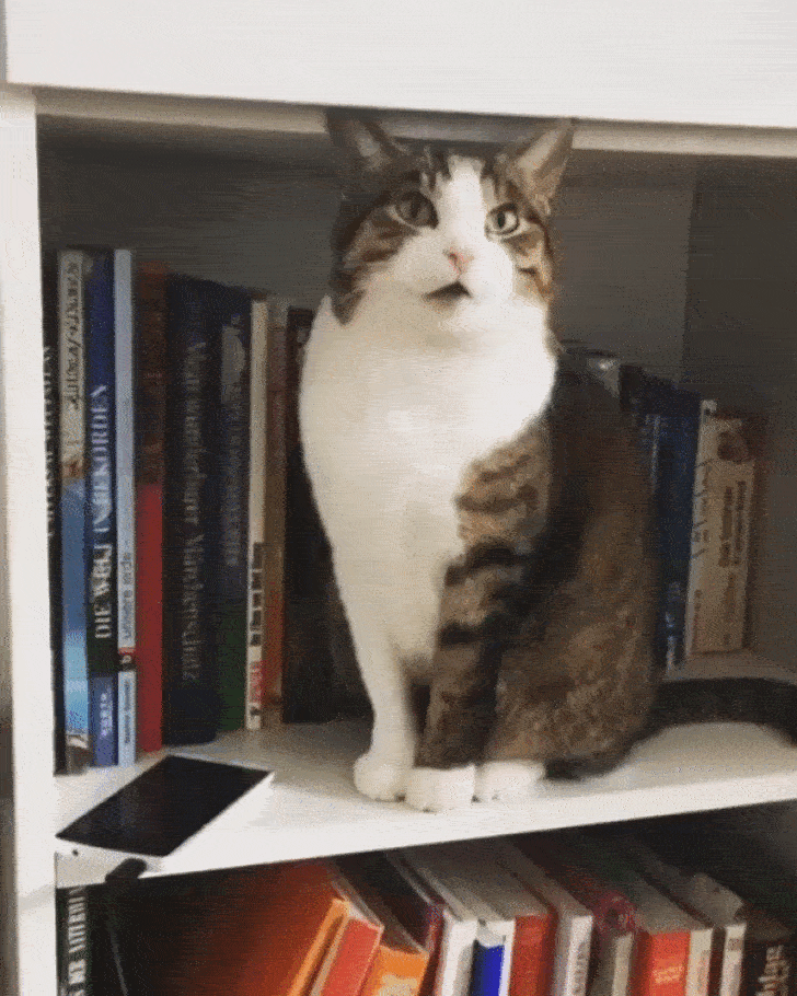 Котик убирается