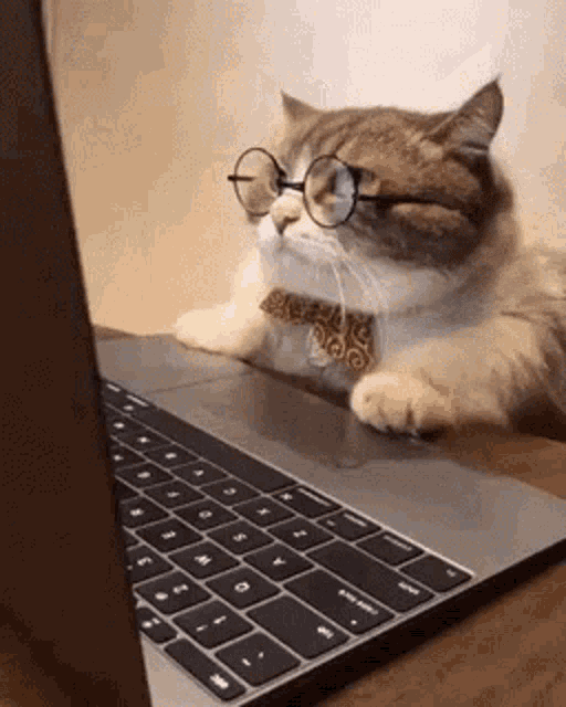 Котик смотрит в ноутбук