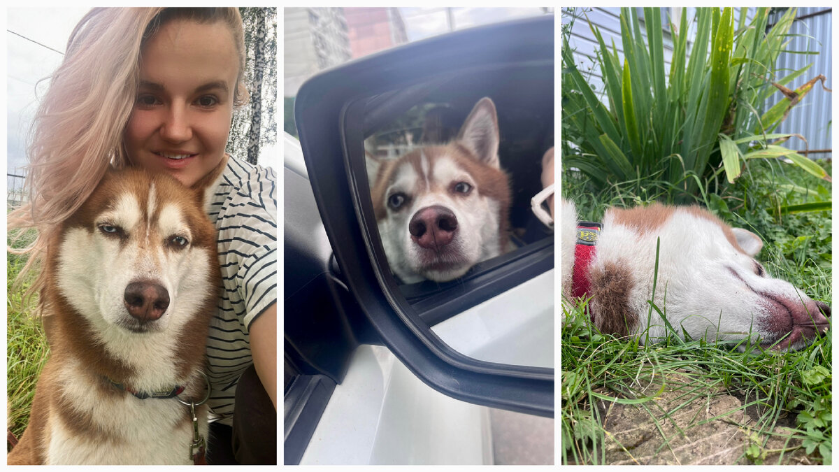 Алтай знает камеру, не боится ее…