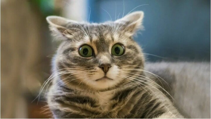 Котэ удивлен