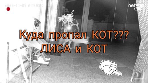 Куда пропал кот? Что делает лиса у меня дома?