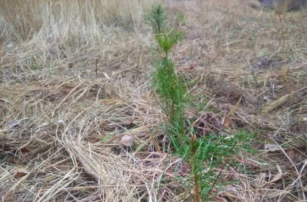    Сеянцы сосен, высаженных в камышинском лесопитомнике