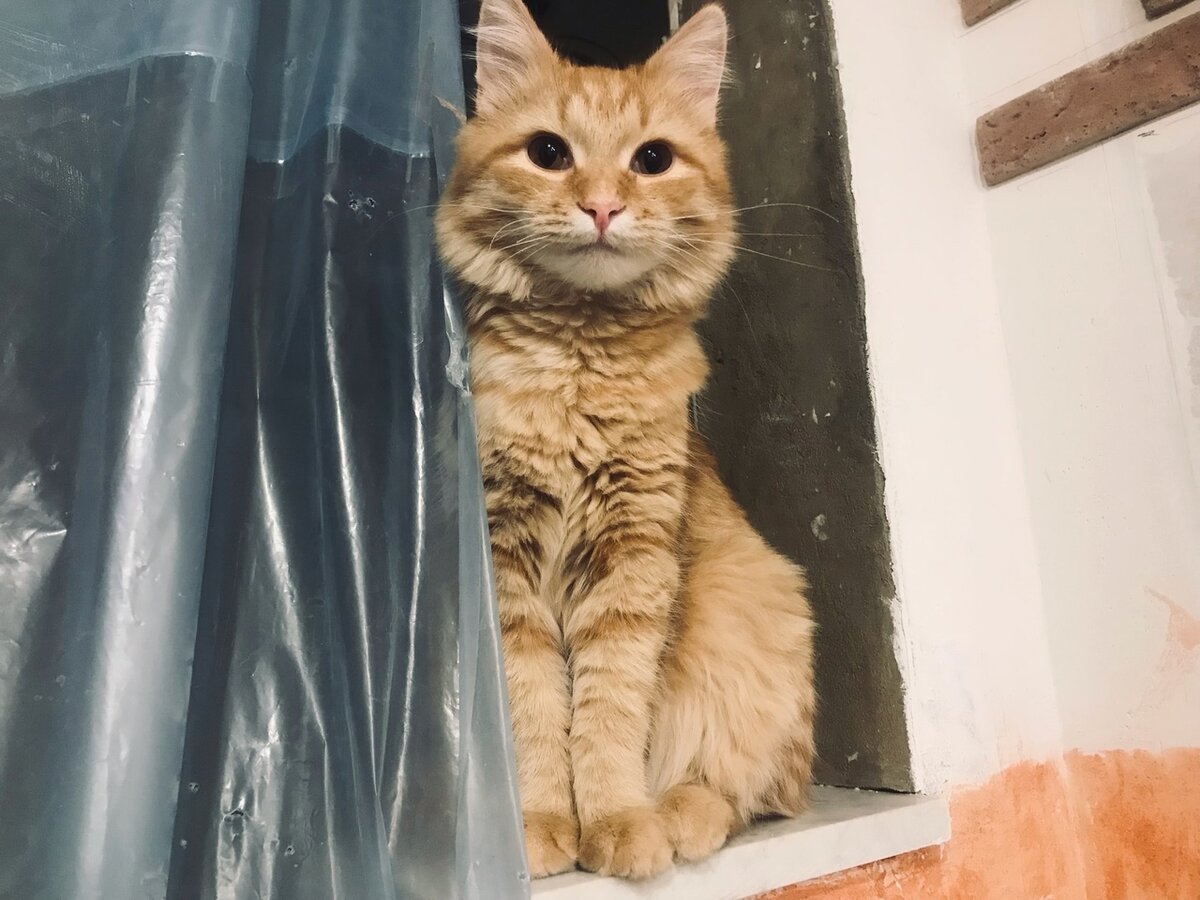 Барсик любит общение, но ему часто приходится сидеть в одиночестве