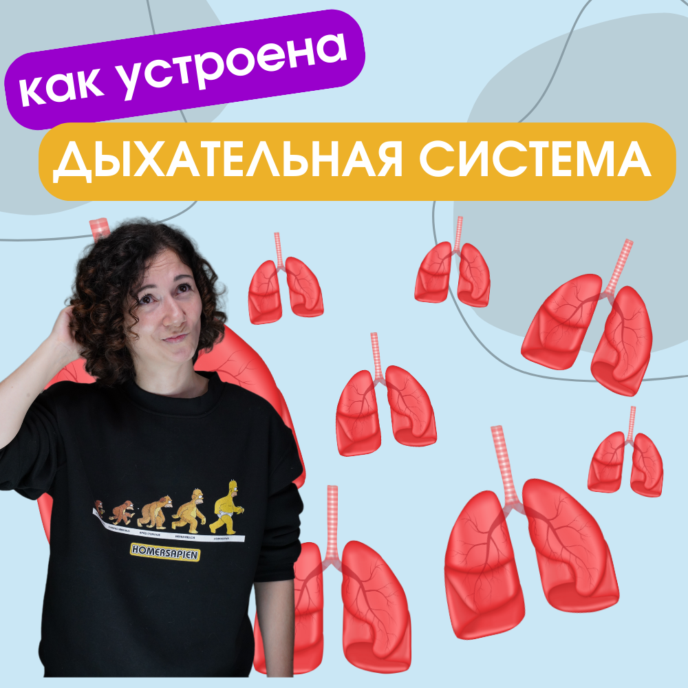 Как устроена дыхательная система человека?