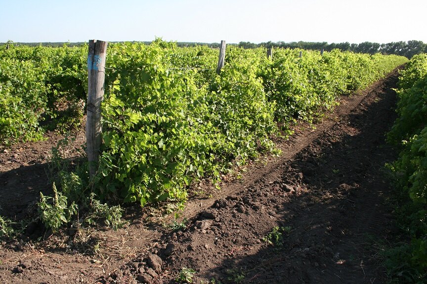 Виноградники завода «Новокубанское» с самого основания завода находились в благоприятных условиях Краснодарского края: среди лугов и холмов Ставрополья и Кубани 