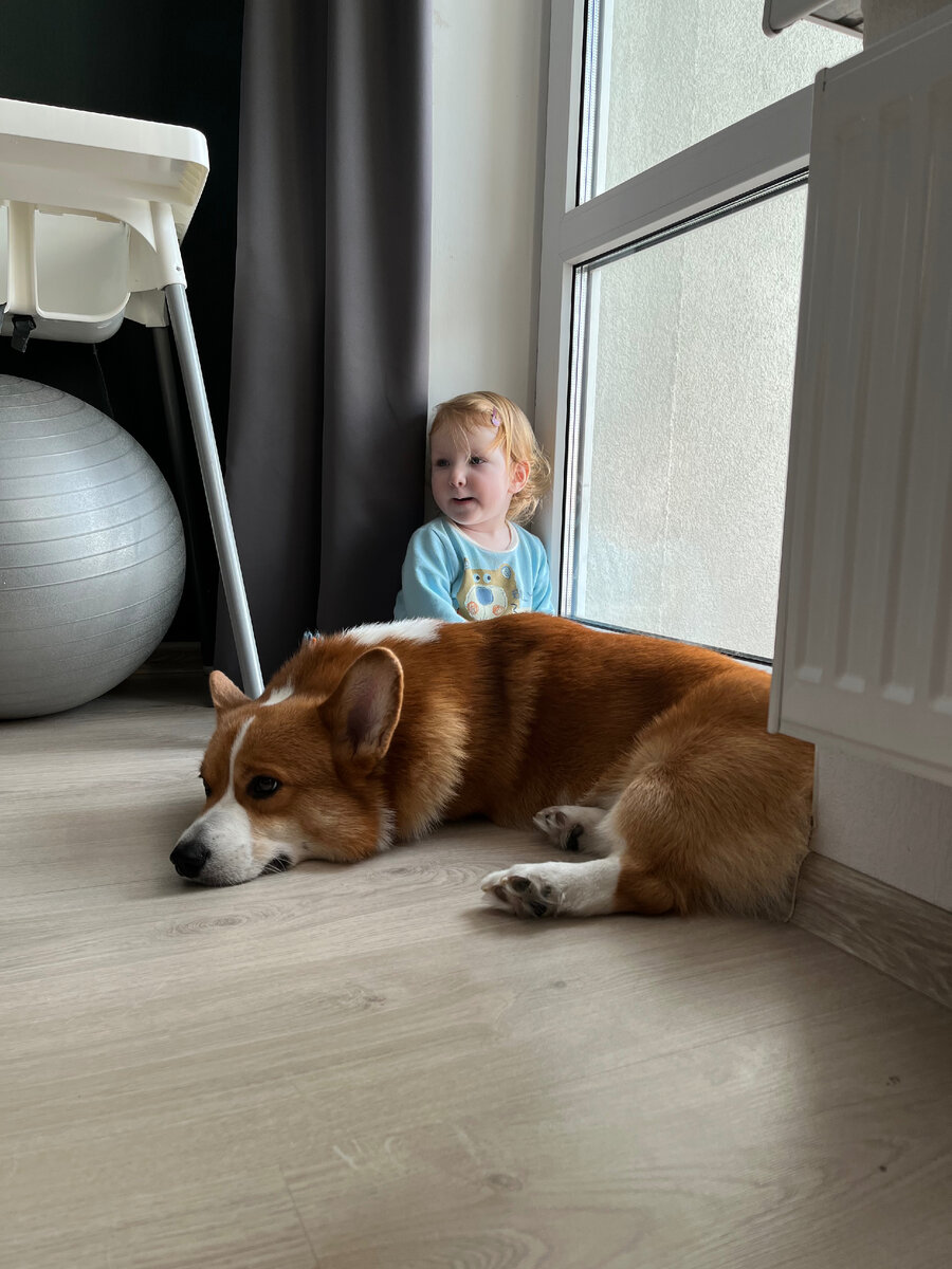 Мерлин и Алиса. Мерлин всегда ждет, что она что-нибудь вкусное ему уронит.