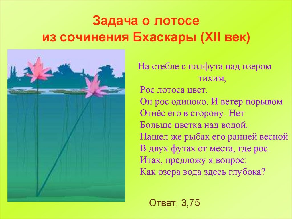 Растет тихий. Задача о лотосе. Задача Бхаскары цветок. Задача Бхаскары цветок лотоса решение. Индийская задача про Лотос.