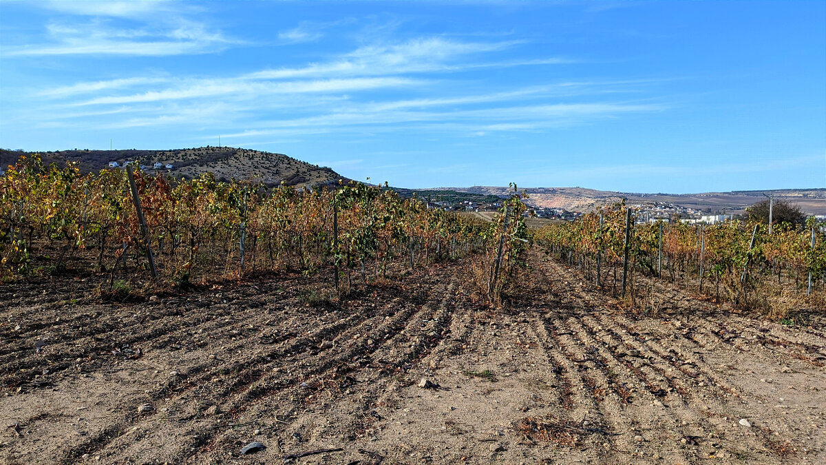 Виноградники "Золотой Балки" в Балаклаве. 8 ноября 2023, среда, 12:28