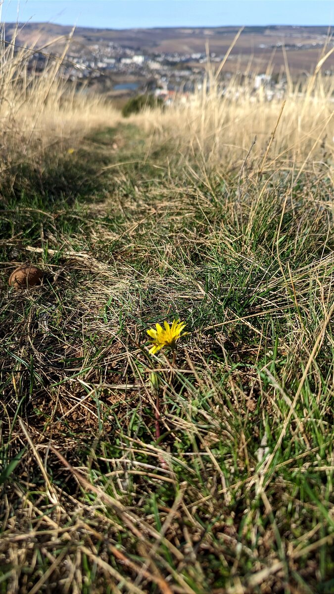 Одуванчики в ноябре