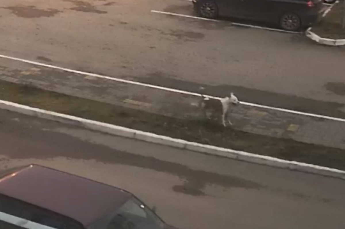    В Калуге на улице Минской собака искусала двух детей