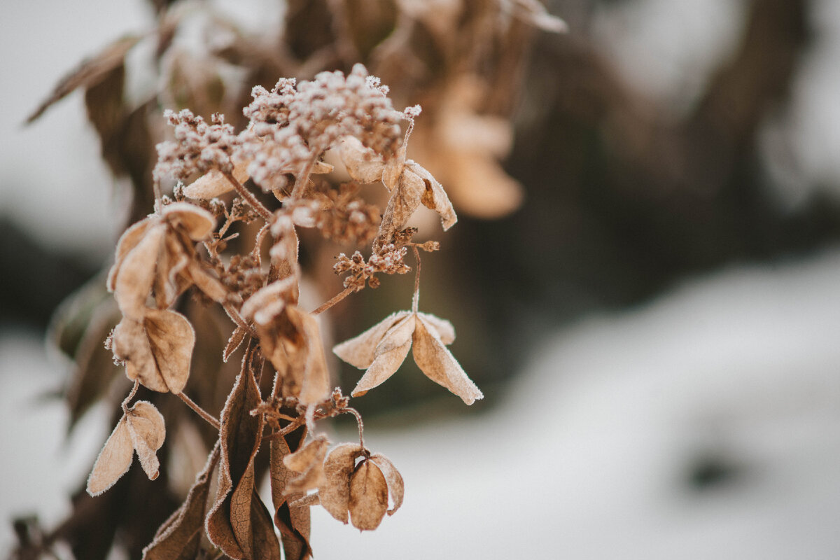 Метельчатая гортензия Magical Starlight
