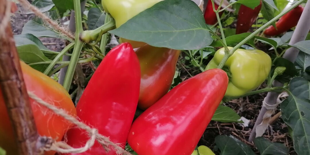 Урожайные перцы - мои любимые сорта, удались в этом сезоне