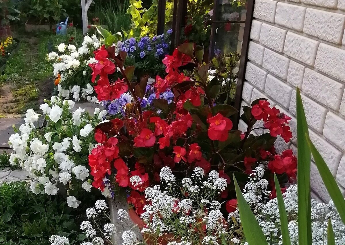 Вегетативные махровые петунии тумбелины: белас - сорт Diana, лавандовая - сорт Sophia