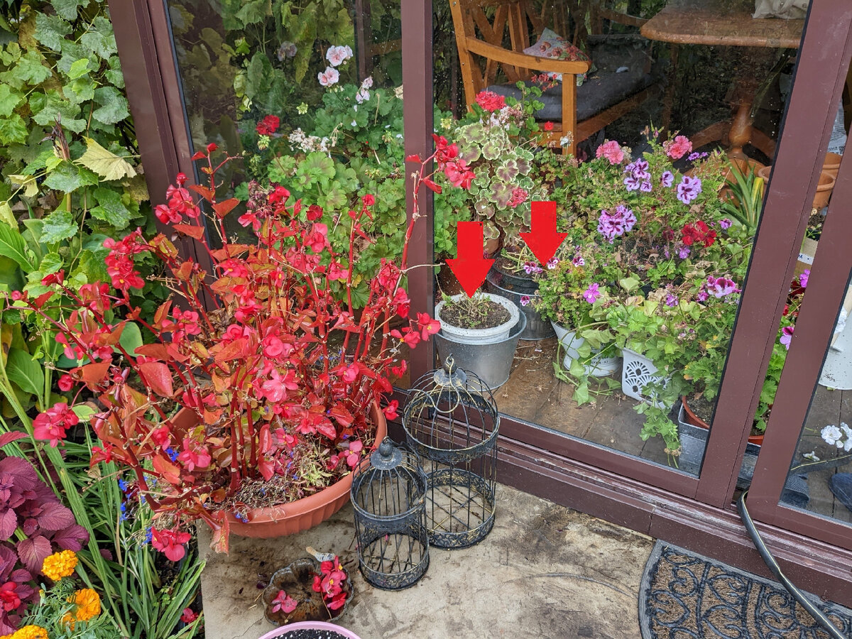 На фото красными стрелками обозначены маточники петуний, подготовленные к транспортировке с дачи в город