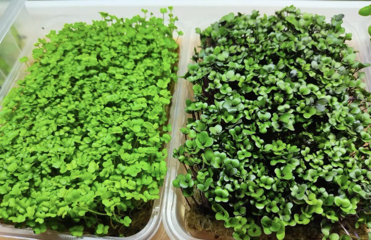 микрозелень