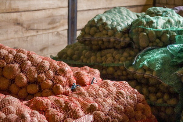     В Ивановской области выросло производство картофеля