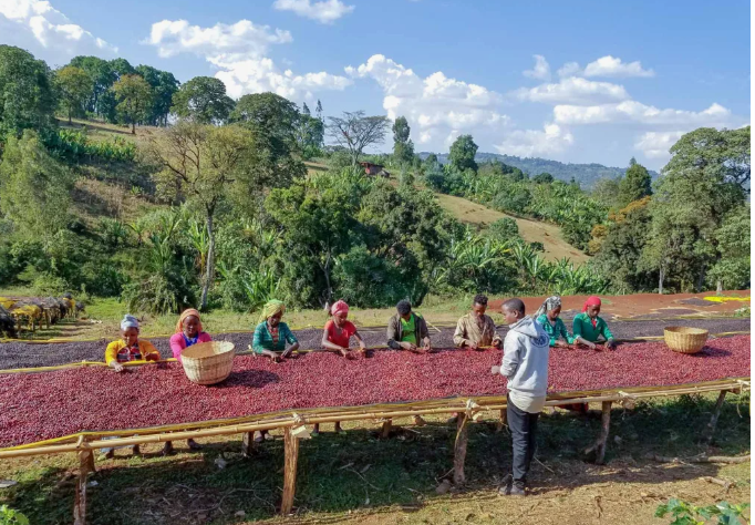 Сушка и сортировка кофе в Эфиопии