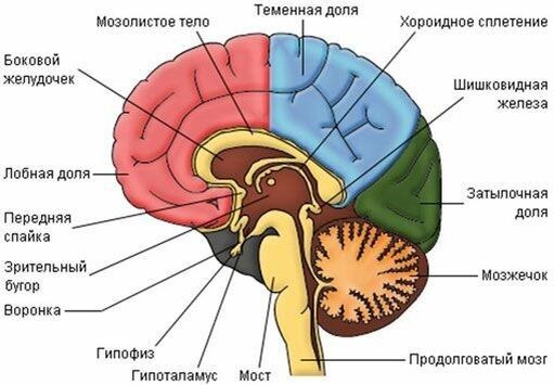 Это понятие происходит от двух греческих слов: "psyche", что означает "душа", и "soma", что переводится как "тело".