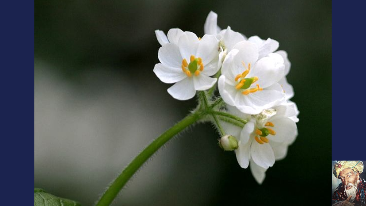 Невидимые растения. Двулистник Грея. Двулистник (Skeleton Flower). Цветок Двулистник Грея. Двулистник зонтичный.