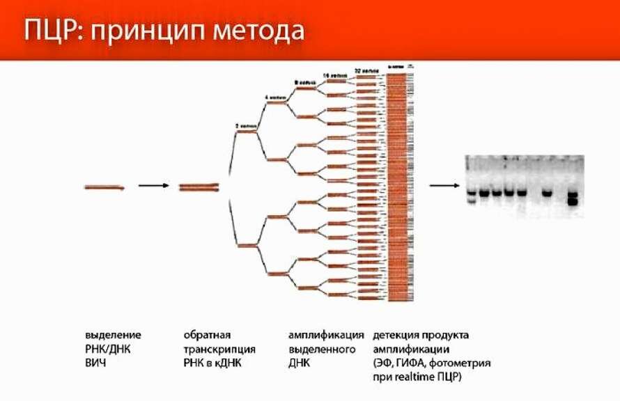 Диагностика пцр картинки