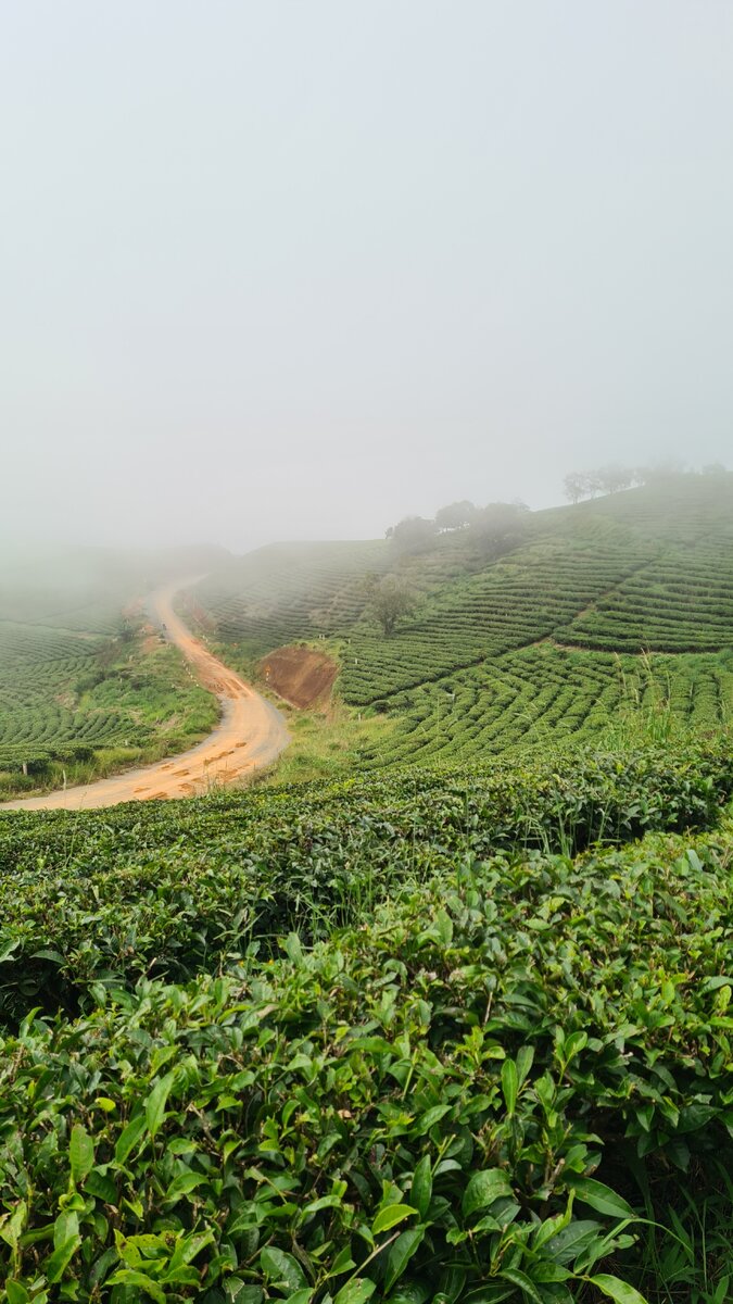 Чайные плантации
