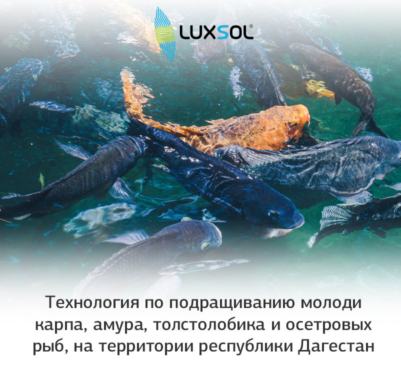 Эта статья рассказывает о способе выращивания молодых рыб, таких как карп, амур, толстолобик и осетровые породы, на территории Дагестана.
