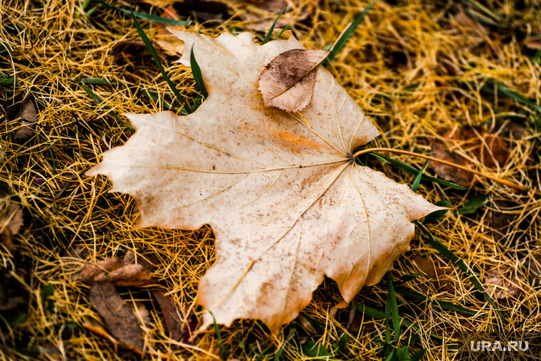    В регионе 13 ноября будет преимущественно без осадков