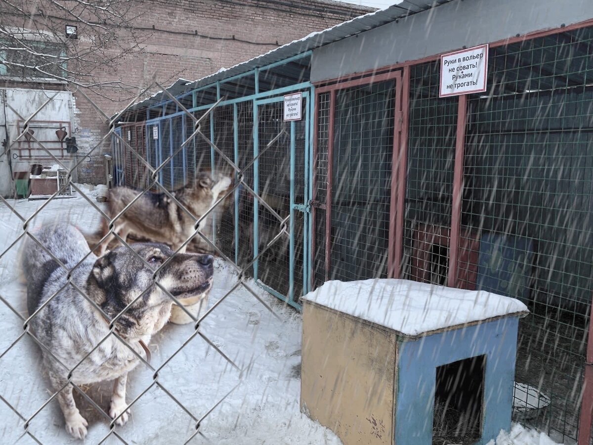 Приют "Омские хвостики"
