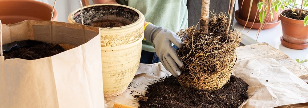 Драцена магента (Dracaena Marginata) | Клумба - интернет магазин цветов в Туле