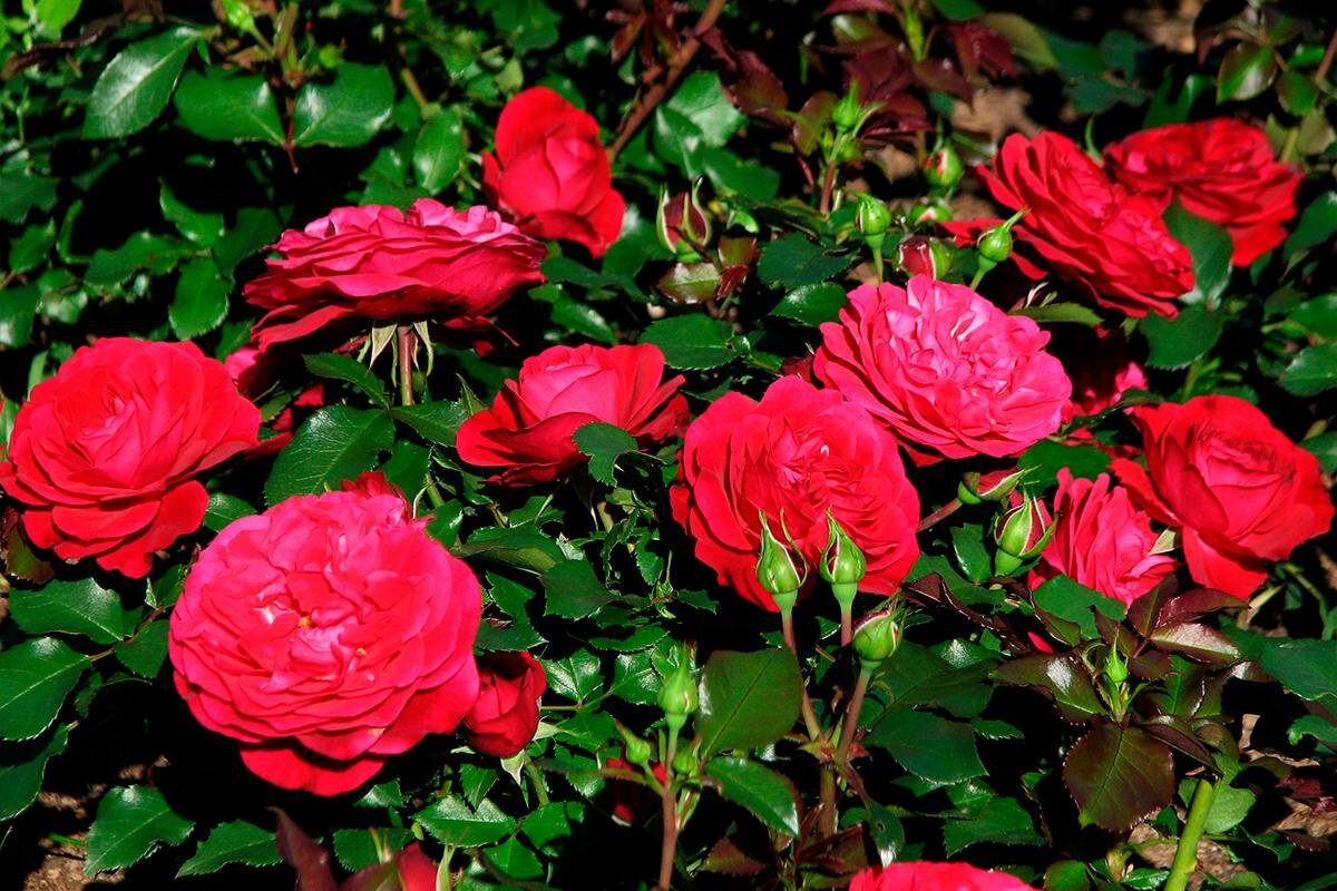 Фото из интернета