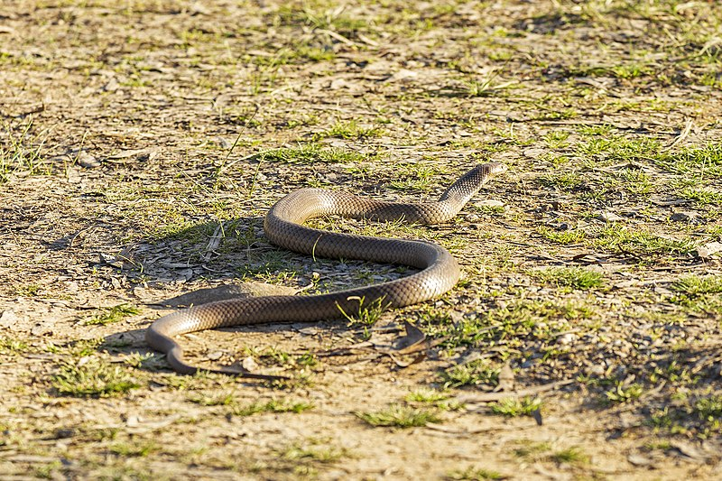 Змея 1 выпуск. Коричневая змея. Коричнево жёлтые змеи в Австралии. Змея коричневая в Луганской области. Светло-коричневая (Песочная змея|зериг).