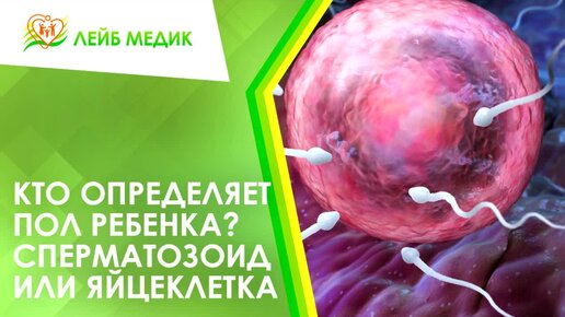 Как устроена мужская репродуктивная система