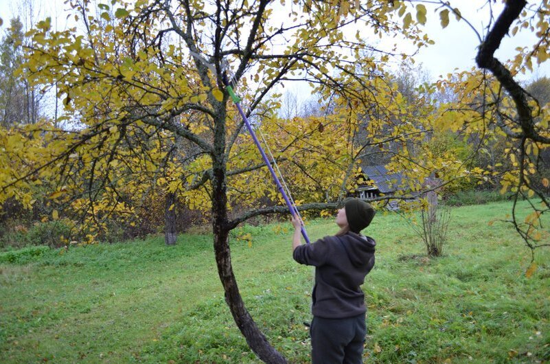 Яблони осенью в саду.