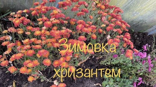Как оставлять хризантемы на зиму. Корейская Хризантема зимующая без укрытия фото и описание сорта