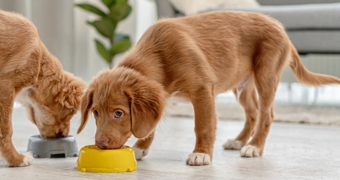 Dog pairing